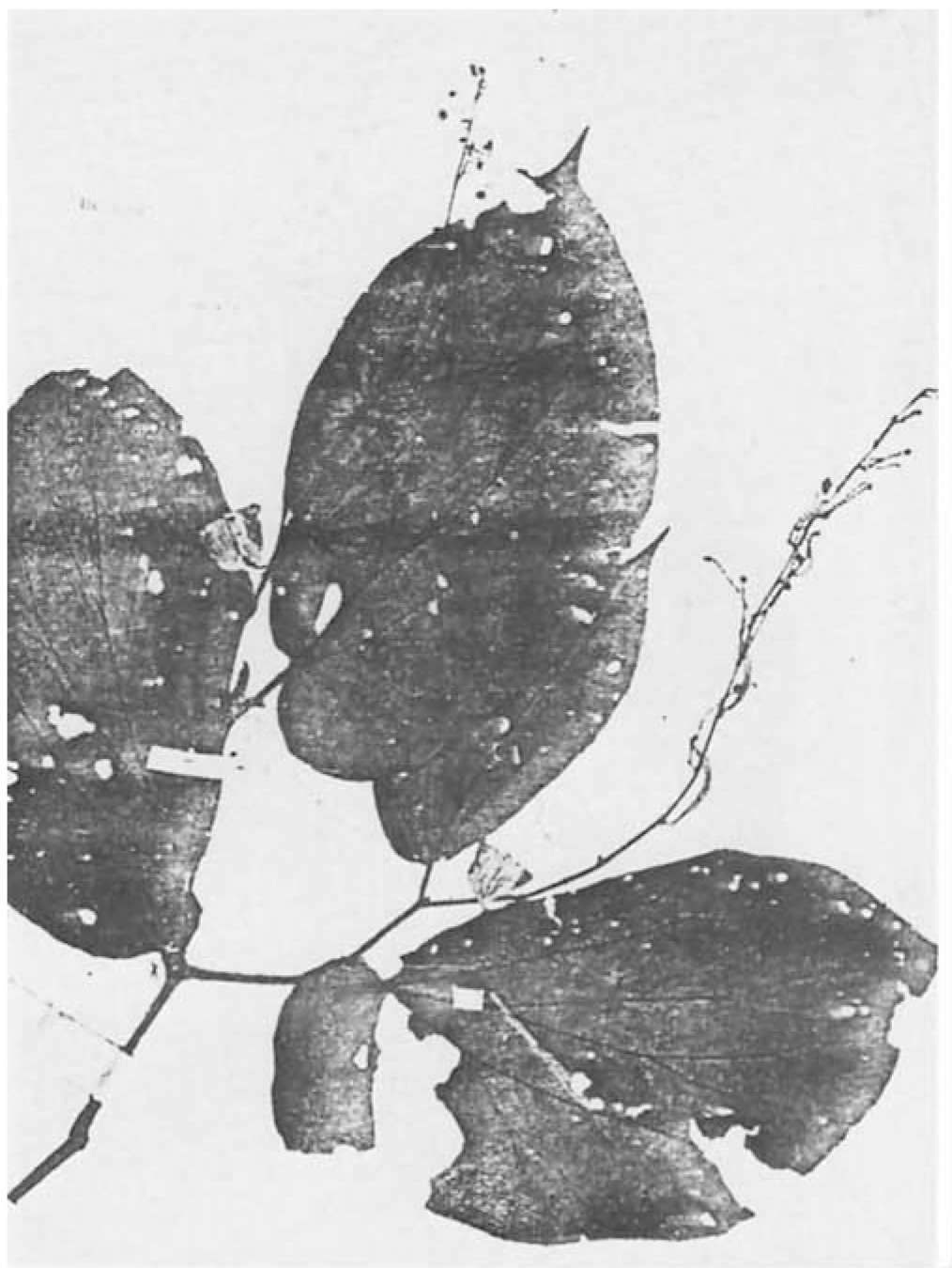 B. cincinnifera